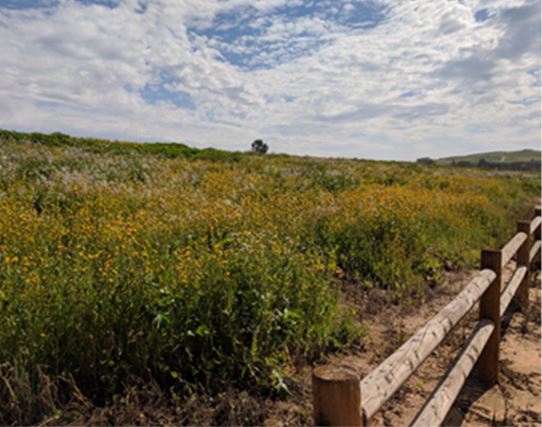 Rolling hills of wild yellow flowers next to a wooden fence